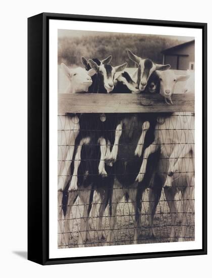 Goat Chorus Line-Theo Westenberger-Framed Stretched Canvas