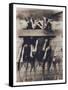 Goat Chorus Line-Theo Westenberger-Framed Stretched Canvas