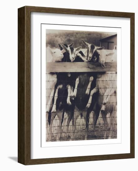 Goat Chorus Line-Theo Westenberger-Framed Photographic Print