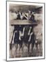 Goat Chorus Line-Theo Westenberger-Mounted Photographic Print