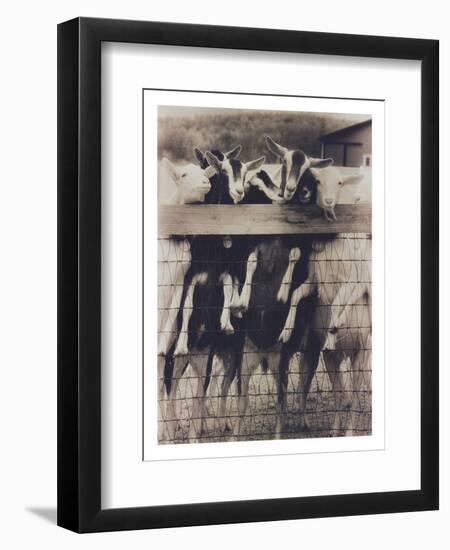 Goat Chorus Line-Theo Westenberger-Framed Photographic Print