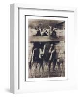 Goat Chorus Line-Theo Westenberger-Framed Photographic Print