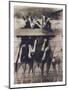 Goat Chorus Line-Theo Westenberger-Mounted Photographic Print