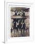 Goat Chorus Line-Theo Westenberger-Framed Photographic Print