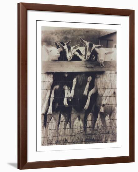 Goat Chorus Line-Theo Westenberger-Framed Photographic Print