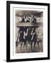 Goat Chorus Line-Theo Westenberger-Framed Photographic Print