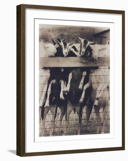 Goat Chorus Line-Theo Westenberger-Framed Photographic Print