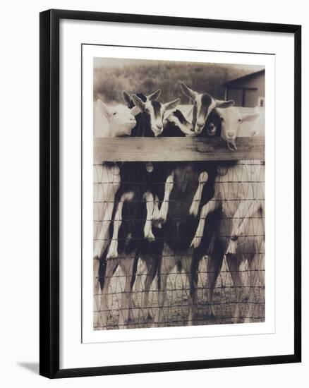 Goat Chorus Line-Theo Westenberger-Framed Photographic Print