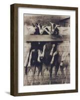 Goat Chorus Line-Theo Westenberger-Framed Art Print