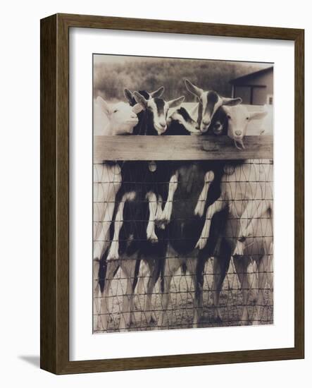 Goat Chorus Line-Theo Westenberger-Framed Art Print