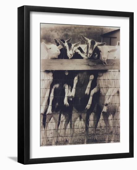 Goat Chorus Line-Theo Westenberger-Framed Art Print