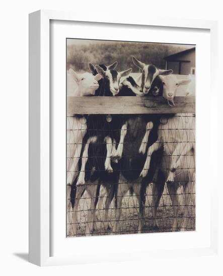Goat Chorus Line-Theo Westenberger-Framed Art Print