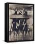 Goat Chorus Line-Theo Westenberger-Framed Stretched Canvas
