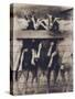 Goat Chorus Line-Theo Westenberger-Stretched Canvas