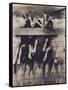 Goat Chorus Line-Theo Westenberger-Framed Stretched Canvas