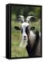 Goat Close-Up Head in Meadow-null-Framed Stretched Canvas