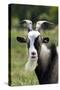 Goat Close-Up Head in Meadow-null-Stretched Canvas