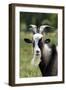 Goat Close-Up Head in Meadow-null-Framed Photographic Print