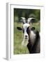 Goat Close-Up Head in Meadow-null-Framed Photographic Print