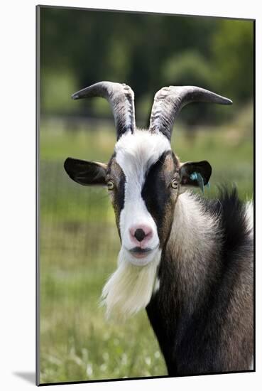 Goat Close-Up Head in Meadow-null-Mounted Photographic Print
