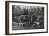 Goat Farming in Dalarna, Sweden, 1908-1909-Wald Zachrisson-Framed Giclee Print