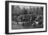 Goat Farming in Dalarna, Sweden, 1908-1909-Wald Zachrisson-Framed Giclee Print