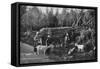 Goat Farming in Dalarna, Sweden, 1908-1909-Wald Zachrisson-Framed Stretched Canvas
