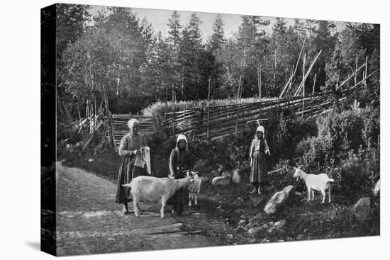 Goat Farming in Dalarna, Sweden, 1908-1909-Wald Zachrisson-Stretched Canvas