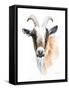 Goat II-Lanie Loreth-Framed Stretched Canvas