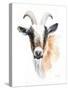 Goat II-Lanie Loreth-Stretched Canvas