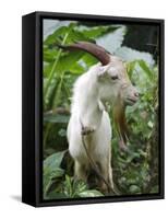 Goat in Sao Tomé and Principé, Africa's Second Smallest Country-Camilla Watson-Framed Stretched Canvas