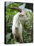 Goat in Sao Tomé and Principé, Africa's Second Smallest Country-Camilla Watson-Stretched Canvas
