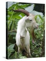 Goat in Sao Tomé and Principé, Africa's Second Smallest Country-Camilla Watson-Stretched Canvas