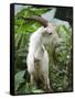 Goat in Sao Tomé and Principé, Africa's Second Smallest Country-Camilla Watson-Framed Stretched Canvas