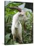 Goat in Sao Tomé and Principé, Africa's Second Smallest Country-Camilla Watson-Stretched Canvas