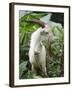 Goat in Sao Tomé and Principé, Africa's Second Smallest Country-Camilla Watson-Framed Photographic Print