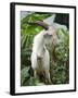 Goat in Sao Tomé and Principé, Africa's Second Smallest Country-Camilla Watson-Framed Photographic Print