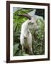 Goat in Sao Tomé and Principé, Africa's Second Smallest Country-Camilla Watson-Framed Photographic Print