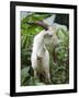 Goat in Sao Tomé and Principé, Africa's Second Smallest Country-Camilla Watson-Framed Photographic Print