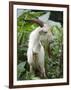 Goat in Sao Tomé and Principé, Africa's Second Smallest Country-Camilla Watson-Framed Photographic Print