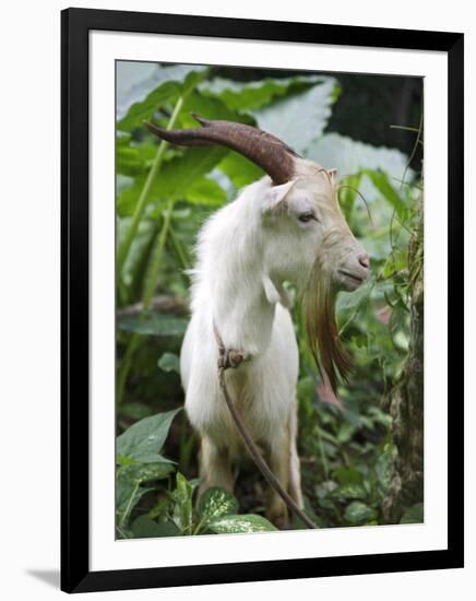 Goat in Sao Tomé and Principé, Africa's Second Smallest Country-Camilla Watson-Framed Photographic Print