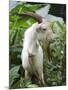 Goat in Sao Tomé and Principé, Africa's Second Smallest Country-Camilla Watson-Mounted Photographic Print