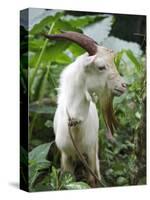 Goat in Sao Tomé and Principé, Africa's Second Smallest Country-Camilla Watson-Stretched Canvas