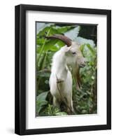 Goat in Sao Tomé and Principé, Africa's Second Smallest Country-Camilla Watson-Framed Photographic Print