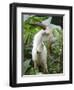 Goat in Sao Tomé and Principé, Africa's Second Smallest Country-Camilla Watson-Framed Photographic Print