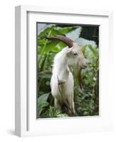 Goat in Sao Tomé and Principé, Africa's Second Smallest Country-Camilla Watson-Framed Photographic Print