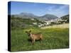 Goat in Spring Meadow, Agios Stefanos, Near Pefki, Lasithi Region, Crete, Greek Islands, Greece, Eu-Stuart Black-Stretched Canvas