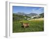 Goat in Spring Meadow, Agios Stefanos, Near Pefki, Lasithi Region, Crete, Greek Islands, Greece, Eu-Stuart Black-Framed Photographic Print