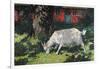 Goat in the Garden, C. 1903-5-Hans Am Ende-Framed Giclee Print