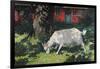 Goat in the Garden, C. 1903-5-Hans Am Ende-Framed Giclee Print